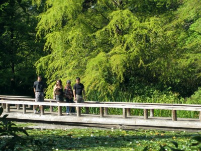 VanDusen Botanical Garden's Cypress Pond