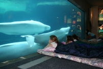 Sleepovers at the Vancouver Aquarium | Inside Vancouver Blog