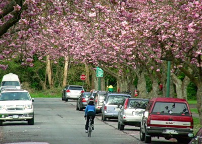 Bike ride graced by cherry blossom trees. Heading towards University of British Columbia, on a signed bike route. Vancouver, BC. Photo by J. Chong