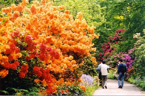 Rhododendron Walk At Vandusen Botanical Garden Inside Vancouver