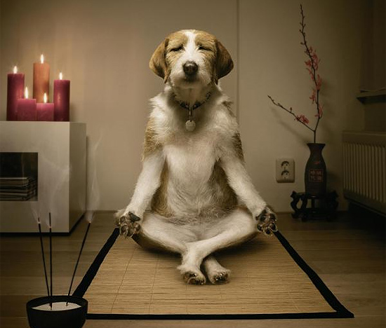 Buddhist lama provides spiritual blessing for pets - Inside Vancouver  BlogInside Vancouver Blog