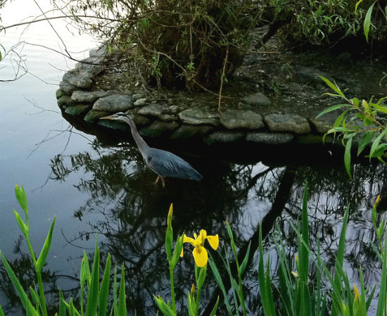 Pacific great blue heron at Stanley Park. Photo credit: Flickr user scazon