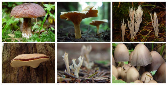 Stanley Park Fungi | Things To Do In Vancouver This Weekend