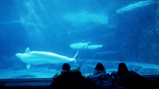 Vancouver Aquarium Sleepover | Things To Do In Vancouver This Weekend