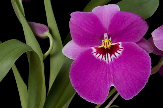 Vancouver Orchid Society Annual Show & Sale | Things To Do In Vancouver This Weekend