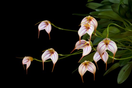 Vancouver Orchid Society's Annual Show & Sale | Things To Do In Vancouver This Weekend