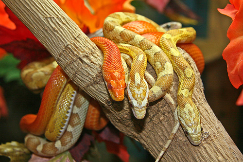 Exotic Reptile Show | Things To Do In Vancouver This Weekend 