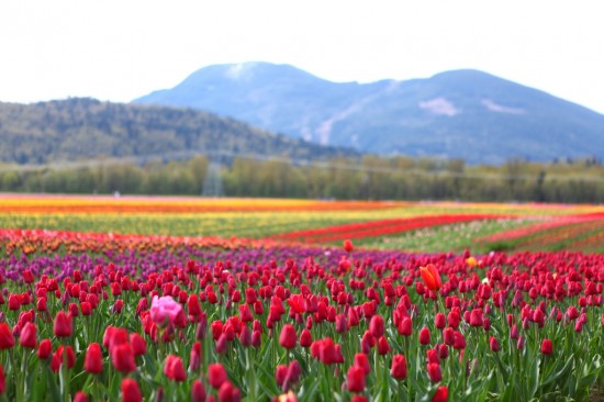 Agassiz Tulips of the Valley Festival | Things To Do In Vancouver This Weekend