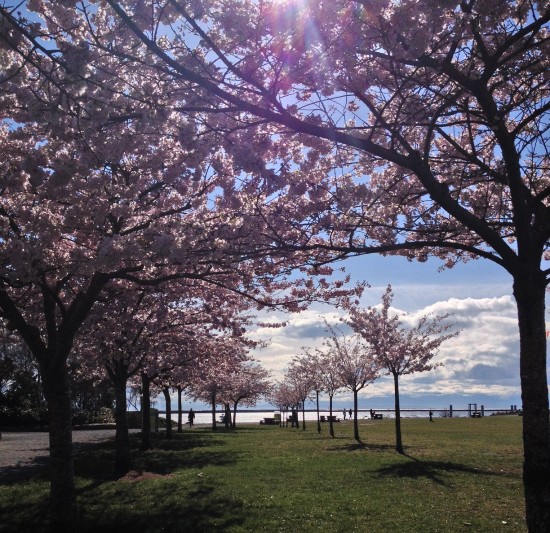 Cherry Blossoms - Vikki Leung | Things To Do In Vancouver This Weekend