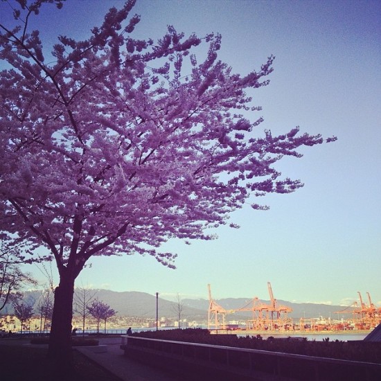 Vancouver Cherry Blossom Festival | Things To Do In Vancouver This Weekend