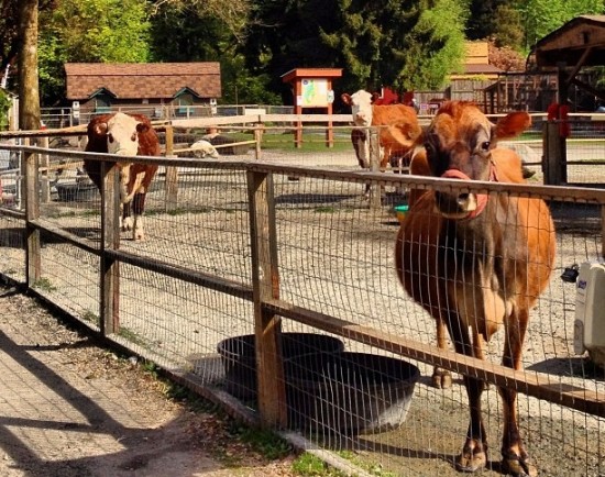 Maplewood Farm | Things To Do In Vancouver This Weekend