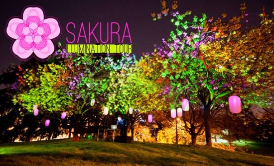Vancouver Cherry Blossom Festival - Sakura Illumination | Things To Do In Vancouver This Weekend