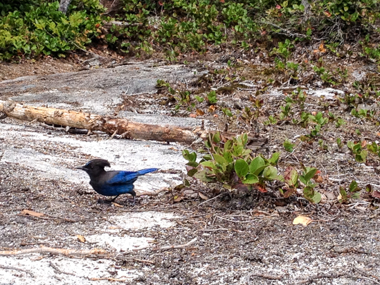Keep an eye out for wildlife, including hungry Stellar's jays.  