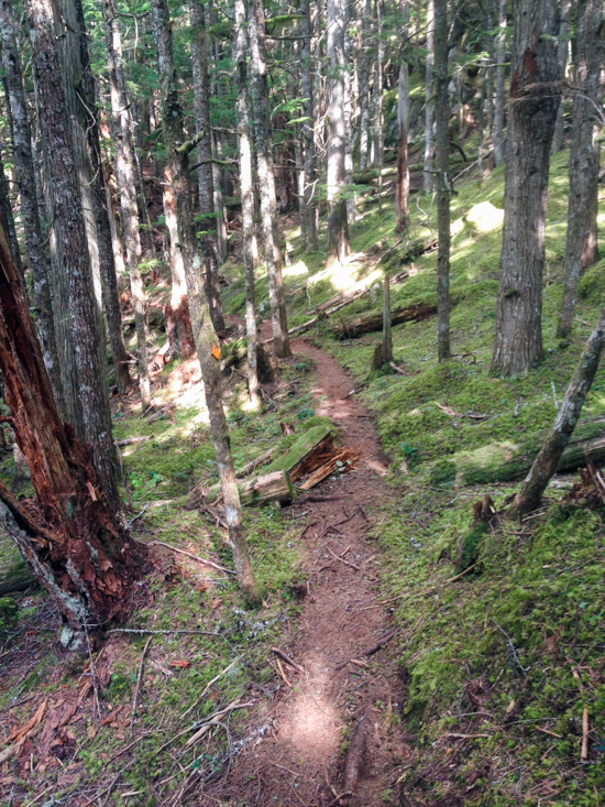 After the scenic viewpoint, the trail continues to ascend through thick, moss-covered forest. 