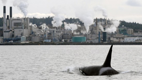 Protecting B.C.’s Marine Mammals From Land-based Pollution | Things To Do In Vancouver This Weekend