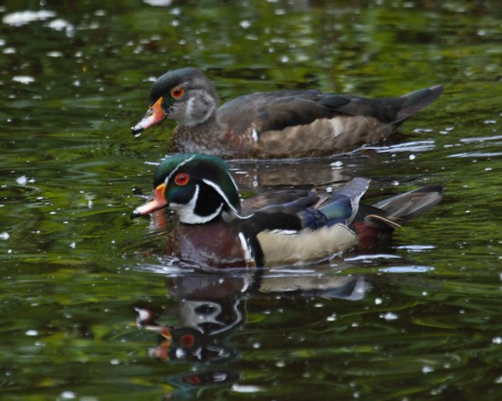 Stanley Park Young Naturalists - Quack Snacks | Things To Do In Vancouver This Weekend