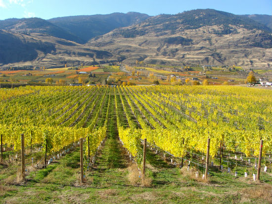 A vineyard in the Southern Okanagan. Photo courtesy of Oliver Osoyoos Wine Country.