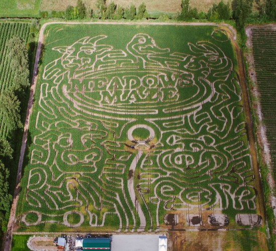 Meadows Maze Vancouver Corn Maze
