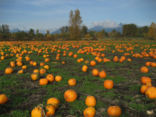 Laity Pumpkin Patch || Photo Credit: Flickr/Amber Strocel