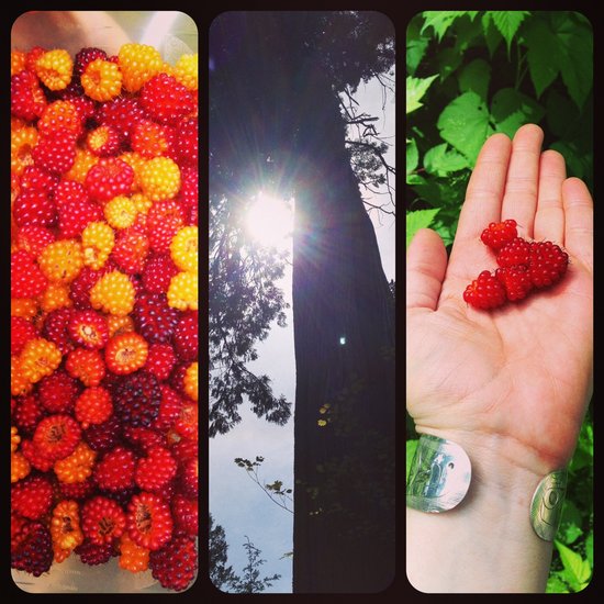 Urban berry foraging || Photo credit: Miranda Post