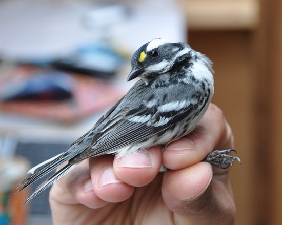 A black throated grey warbler || Photo Credit: WildResearch