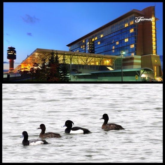 The Fairmont Vancouver Airport goes to the birds with their new 'Room & Bird' packages.