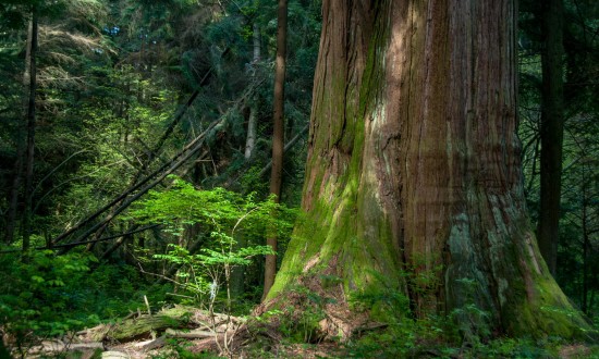 Rainforests of the World | Things To Do In Vancouver This Weekend