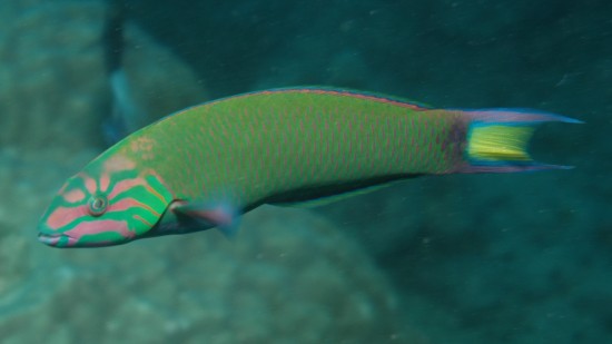 Beatty Biodiveristy Museum - Moon Wrasse | Things To Do In Vancouver This Weekend