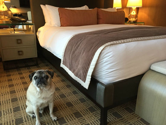 Pet-Friendly Hotels in Vancouver