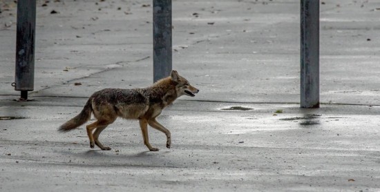 Stanley Park Ecology Society‎ - Coyote City | Things To Do In Vancouver This Weekend