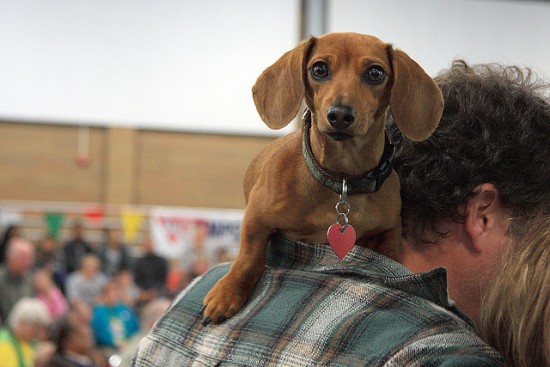 wiener dog races vancouver 2015