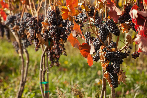 Grapes ready for harvest in Oliver | Photo courtesy of the Wines of British Columbia
