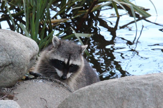 Racoon-in-Stanley-Park,-Vancouver-BC