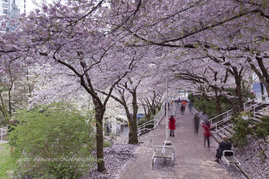 cherry blossom festival vancouver 2016