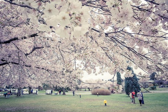 cherry blossoms vancouver 2016