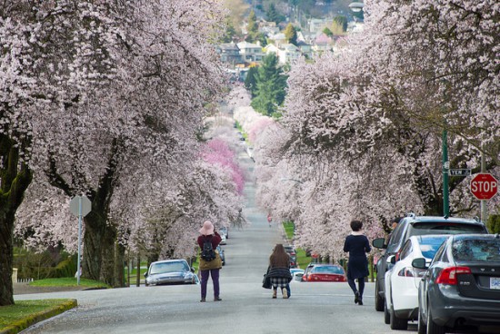 cherry blossom trees vancouver