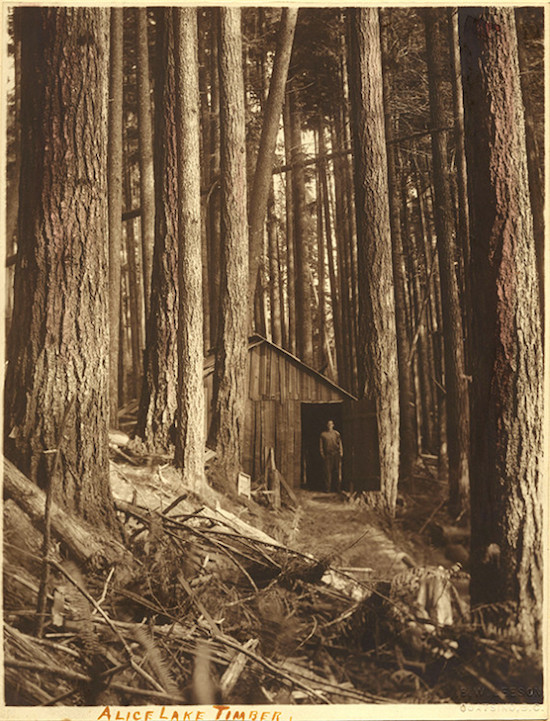 Ben W. Leeson, “Alice Lake Timber,” c.1890, hand-tinted gelatin silver print (UL#1079) | Image from presentationhousegallery.org