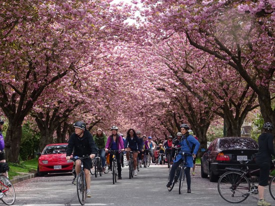 bike the blossoms vancouver 2017