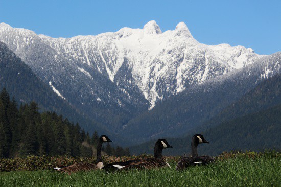 Discover the Outdoors Canada Geese