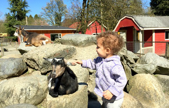 The Goats At Maplewood Farm | Photo: Bianca Bujan