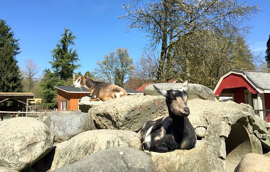 The Goats at Maplewood Farm | Photo: Bianca Bujan