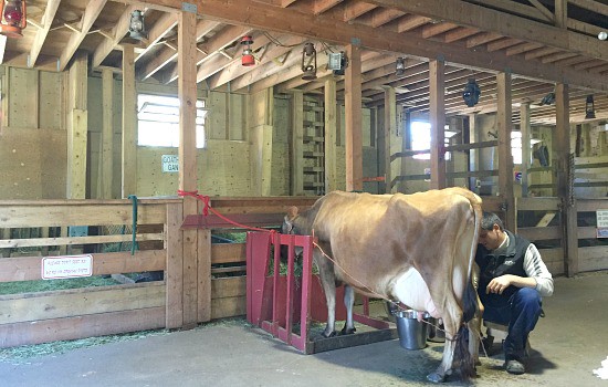 Cow Milking Demo At Maplewood Farm | Photo: Bianca Bujan