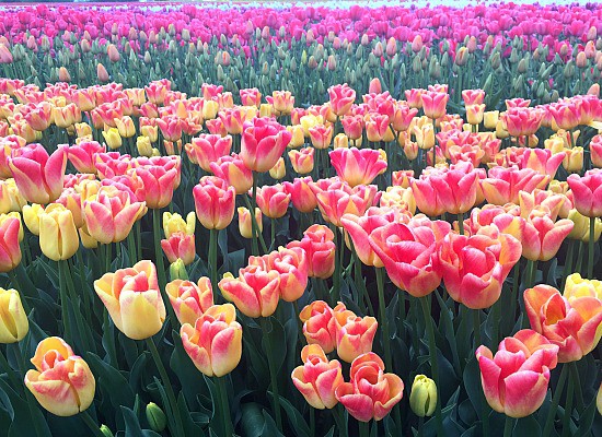 Abbotsford Tulip Festival | Photo: Bianca Bujan