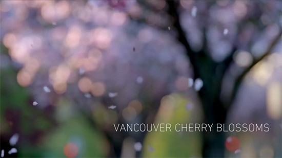 cherry-video
