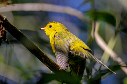 Birds of a Feather: Warblers are Back