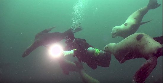 scuba-diving-sea-lions