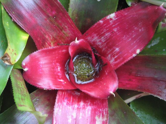 Bromeliad Insects are Way Cool Because
