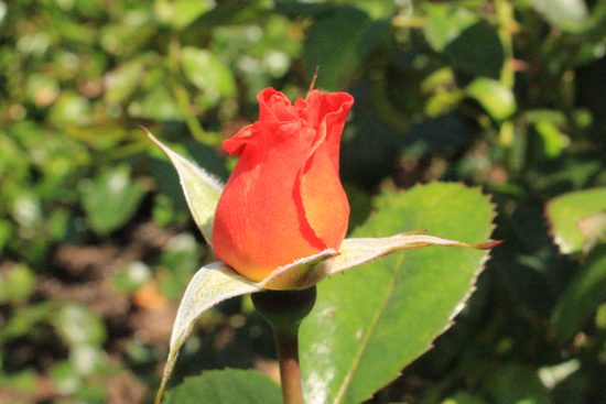 Discover Outdoors UBC Rose Garden6