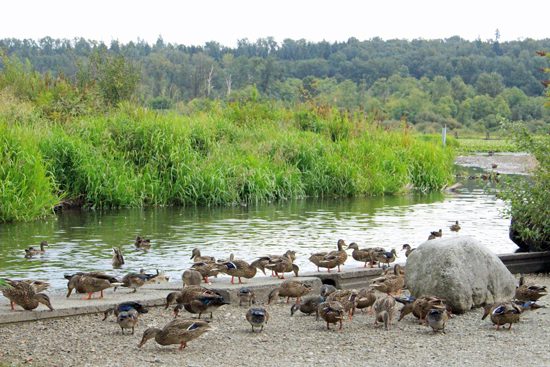 burnaby-lake-park-discover-the-outdoors11