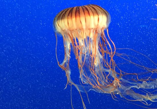 Jellyfish | Photo: Bianca Bujan